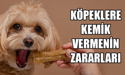 Köpek sahipleri dikkat! Bu hatayı hepimiz yapmışız