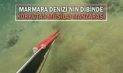 Marmara Denizi’nin dibinde korkutan müsilaj manzarası