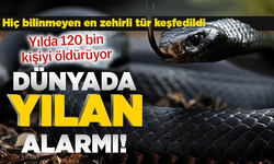 Hiç bilinmeyen en zehirli tür keşfedildi... Yılda 120 bin kişiyi öldürüyor! DÜNYADA YILAN ALARMI!