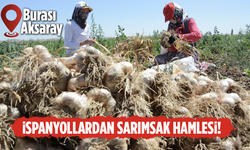 İspanyollardan Aksaray’da sarımsak hamlesi! İlaç fabrikalarında kullanacaklar