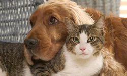 Kedi ve köpek sahipleri dikkat! Karar Resmi Gazete'de