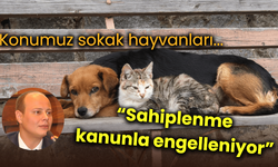 Konumuz sokak hayvanları...  “Sahiplenme kanunla engelleniyor”