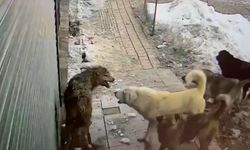 Şehre inen kurdu köpekler parçaladı