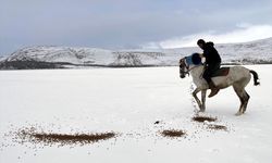 Atlı kızaklar bu kez yiyecek bulamayan yaban hayvanları için mesai yaptı