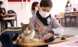 Öğrencilerin sahiplendiği kedi okulun "161. öğrencisi" oldu