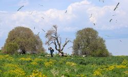 Van Gölü'ndeki Çarpanak Adası fotoğraf tutkunlarını ağırladı