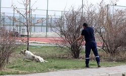 Van'da sahipsiz köpeklerin kız öğrenciye saldırması güvenlik kamerasında