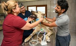 Antalya'da kamyonetin arkasına bağlanıp sürüklenen köpek koruma altına alındı