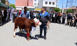 Iğdır'da "En Güzel Buzağı Yarışması" renkli görüntüler oluşturdu