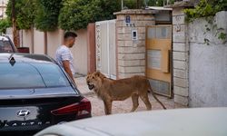 Iraklı genç bir yıldır evinde yavru aslan besliyor