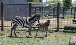 Kayseri'deki hayvanat bahçesinin üyelerine yavru zebra da katıldı