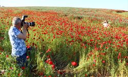 Tekirdağ'da gelincik tarlaları fotoğraf tutkunlarını ağırlıyor