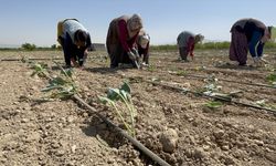 Niğde'de beyaz lahana fideleri toprakla buluşturuldu