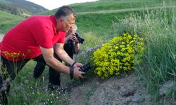 Sarıkamış'ta fotoğrafçılar rengarenk çiçekler ve kelebekleri görüntüledi