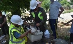 Sinop'ta leylek yavruları haklarında detaylı bilgi edinebilmek için halkalandı