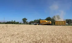 Çiftçilerin yüzü buğday rekoltesiyle güldü