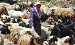 İki üniversite bitiren kadın, hayvancılıktaki başarısıyla hemcinslerine örnek oldu