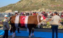 İstanbul'da "en güzel" büyükbaş kurbanlıklar yarıştı