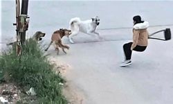 Mersin'de sahipsiz köpeklerden kaçan 2 çocuğa otomobil çarptı