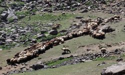 Yağışlarla canlanan Ağrı yaylaları göçerleri ağırlıyor