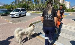 Antalya'da köpeğini kaçırmaya çalışan şüpheli tarafından bıçaklanan kişi yaralandı