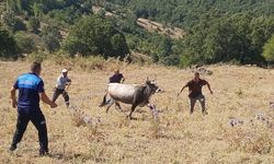 Kurban Bayramı'nda kaçtıktan 25 gün sonra yakalanan ineği "Ahbap" satın aldı