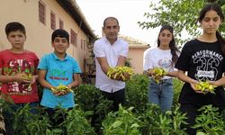 Şırnak'ta okul bahçesinde yetiştirilen sebzeler ihtiyaç sahiplerine dağıtılıyor