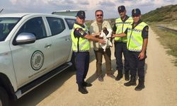 Edirne'de jandarma ekiplerince yaralanmış bulunan kartal tedaviye alındı