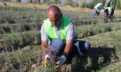 Erzincan'da deneme amaçlı ekilen lavanta çiftçiye alternatif ürün olacak