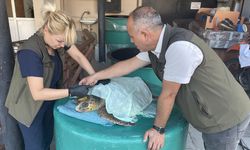 Gökçeada'da yaralı bulunan caretta caretta tedaviye alındı