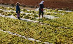 Manisa ovalarında bağ bozumu, yağmura yakalanmama telaşıyla sürüyor