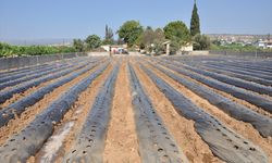 Mersin'de öğrenciler atıl durumdaki okul bahçesinde çilek yetiştirecek