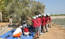 Mersin'de öğrenciler hasat ettikleri zeytinlerle okullarının ihtiyaçlarını karşılayacak