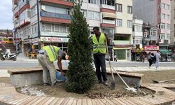 Sinop'ta Millet Bahçesi Projesi kapsamında 13 bin fidan dikilecek