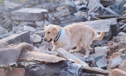 İzmir'de bir köpeğin yakılarak telef edilmesine ilişkin şüpheli tutuklandı