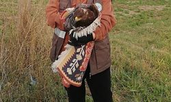 Bolu'da yaralı bulunan kızıl şahin tedavi altına alındı