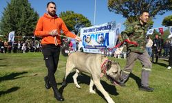 Çorum'da Türk Çoban, Av ve Bekçi Köpekleri Irk Standartları Yarışması yapıldı