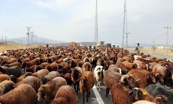 Iğdır'da göçerlerin yaylalardan eve dönüş yolculuğu sürüyor