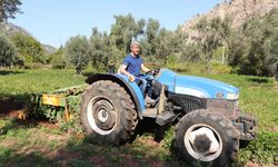 Muğla'da yer fıstığı, zeytin, defne hasadı ve çam balı sağımı yapıldı