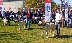 Çorum'da Türk Çoban, Av ve Bekçi Köpekleri Irk Standartları Yarışması yapıldı