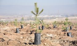 "Milli Ağaçlandırma Günü"nde fidanlar dikildi