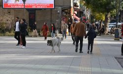 Bitlisliler sahipsiz köpeklerin toplatılmasını istiyor