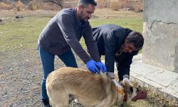 Kars'ta bir köy kuduz nedeniyle karantinaya alındı