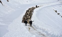 Kışın kar esareti yaşanan köyde, sürülerin kente göçü başladı