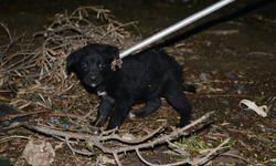 Manisa'da su kanalına düşen 3 köpek yavrusu kurtarıldı