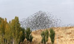 Sığırcıkların Muş semalarındaki dansı kameraya yansıdı