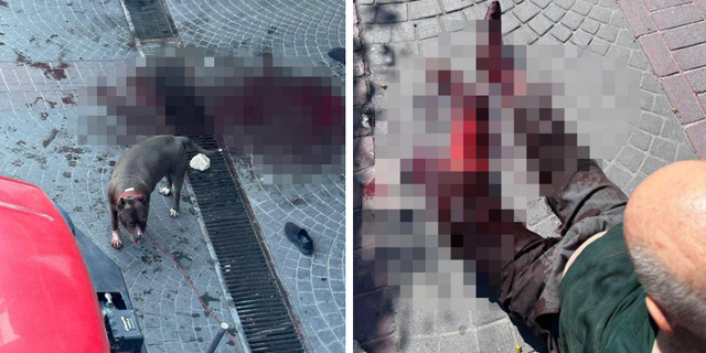 İstanbul'da pitbull dehşet saçtı: Yaşlı adam kanlar içinde kaldı