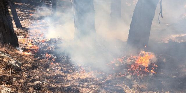 Muğla Köyceğiz'deki orman yangını kontrol altına alındı
