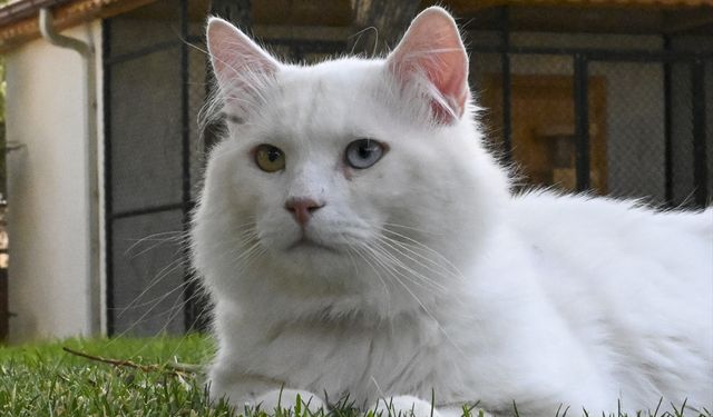 Ankara kedisi "Seymen" yeni yuvası Ayasofya Camii'nde