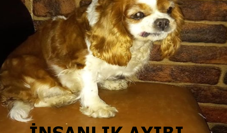 Şiddet gören köpek 'insanlık bitti' dedirtti!